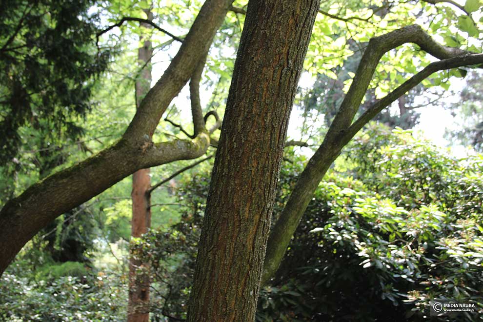 surmia pośrednia (Catalpa ×erubescens)