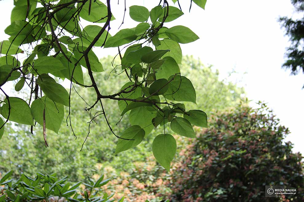 surmia pośrednia (Catalpa ×erubescens)