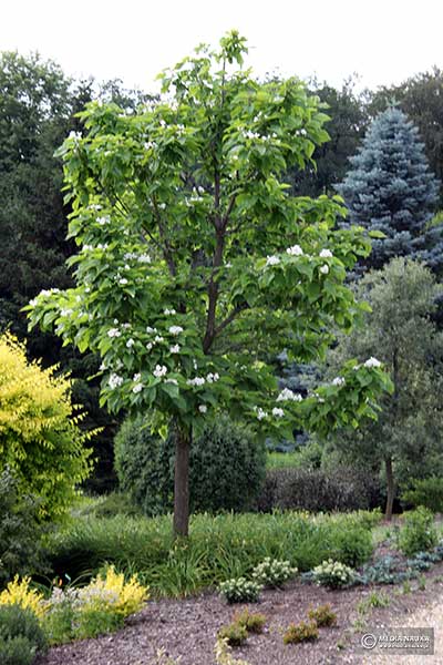 surmia wielokwiatowa, surmia okazała (Catalpa speciosa)