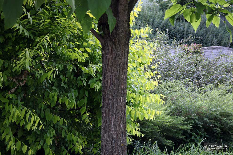 surmia wielokwiatowa, surmia okazała (Catalpa speciosa)
