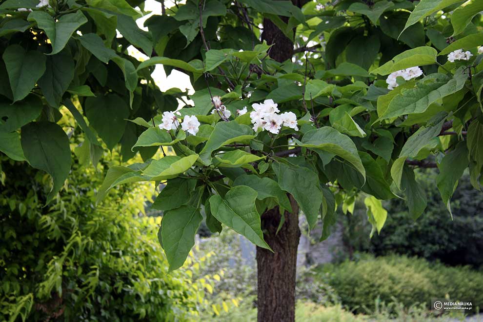 surmia wielokwiatowa, surmia okazała (Catalpa speciosa)