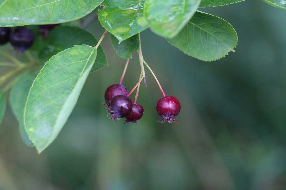 świdośliwa Lamarcka (Amelanchier lamarckii)