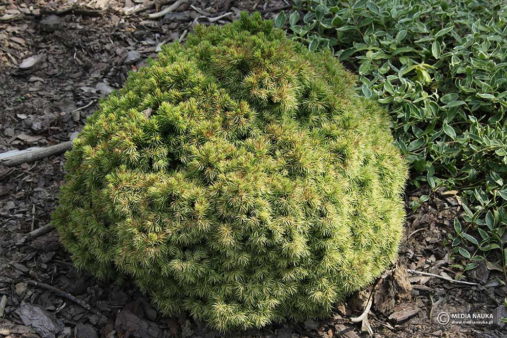 świerk biały (Picea glauca)