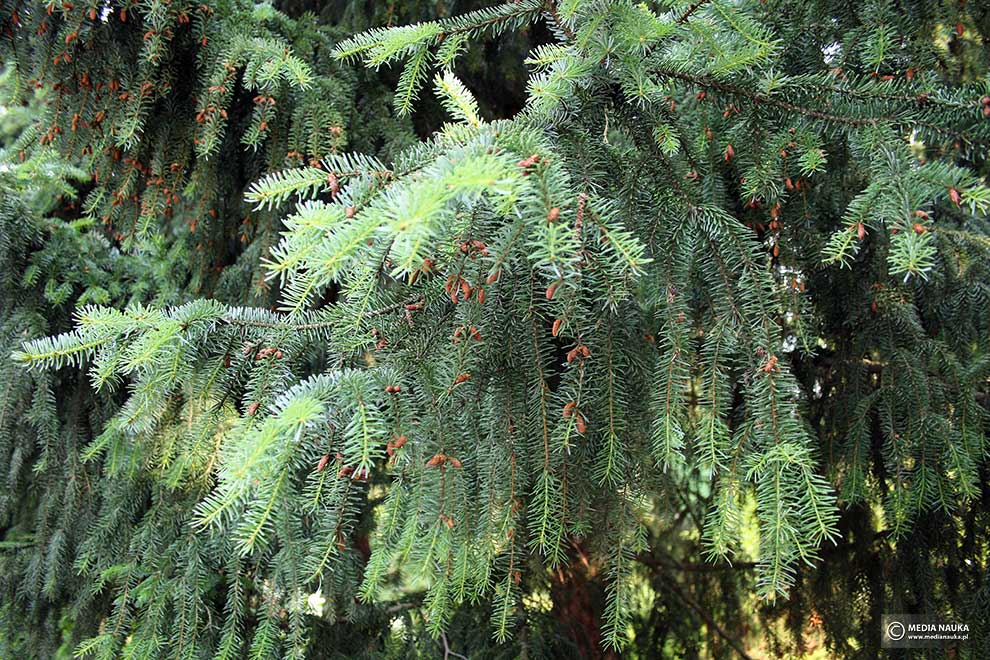 świerk serbski (Picea omorika)