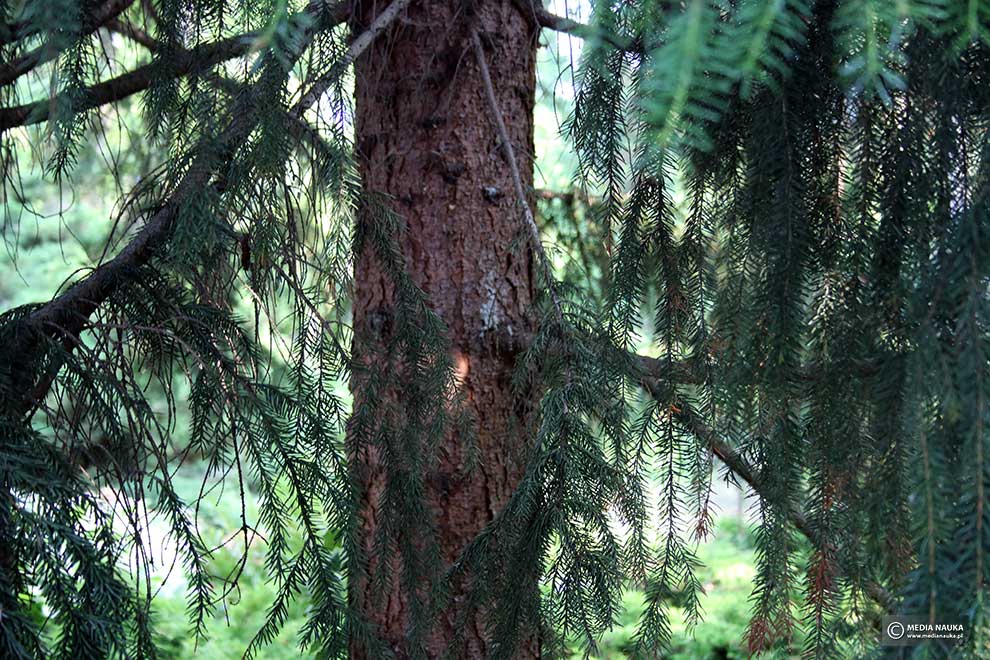 świerk serbski (Picea omorika)