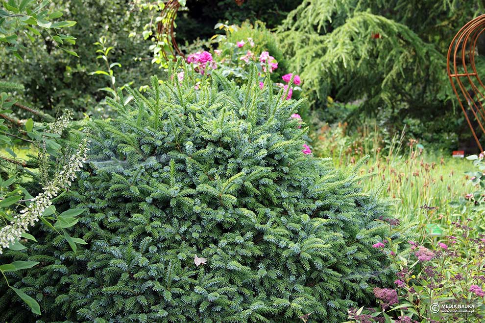 świerk serbski (Picea omorika)
