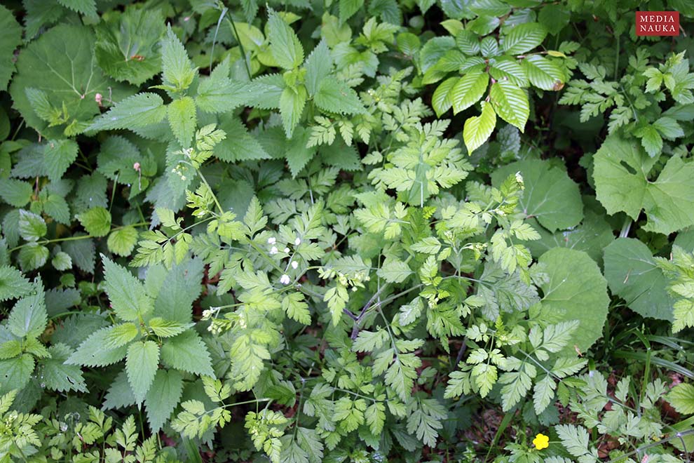 świerząbek gajowy, blekotek (Chaerophyllum temulentum)