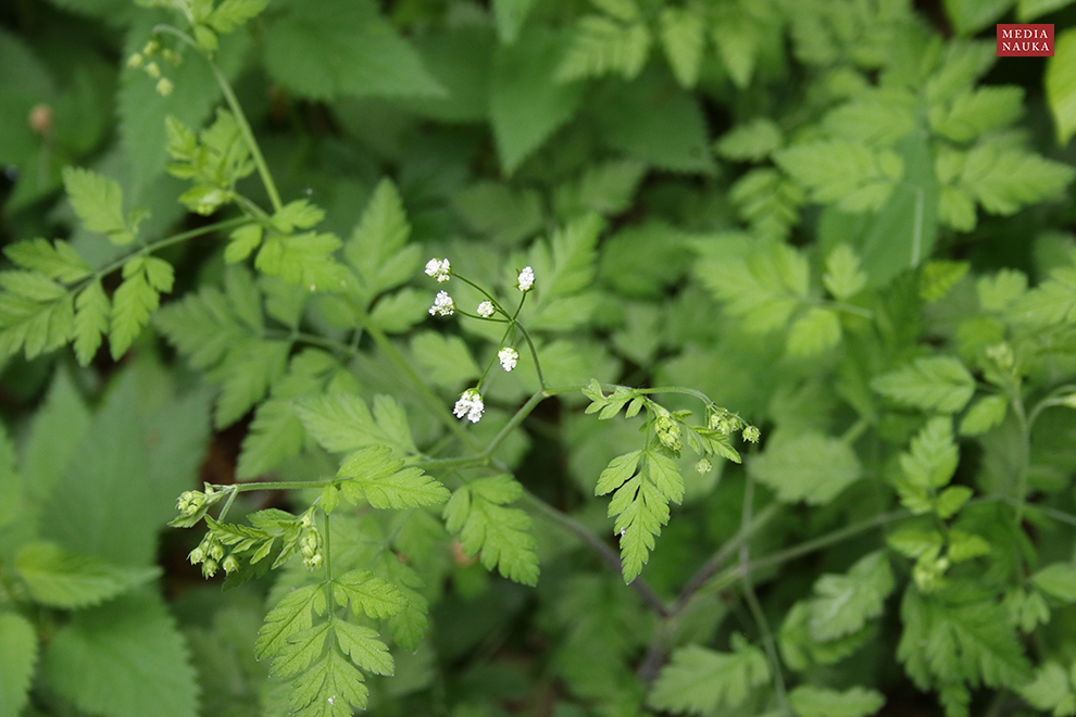 świerząbek gajowy, blekotek (Chaerophyllum temulentum)