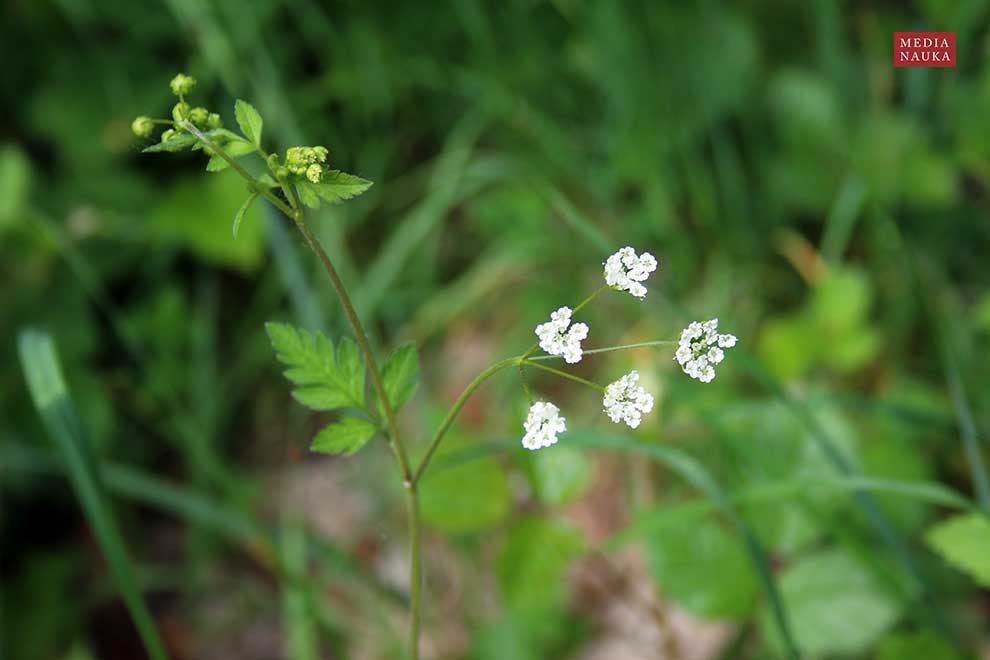 świerząbek gajowy, blekotek (Chaerophyllum temulentum)