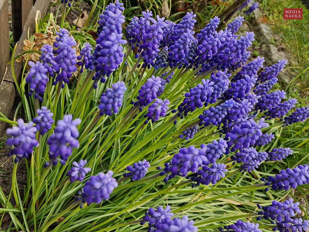 szafirek armeński, szafirek ogrodowy (Muscari armeniacum)