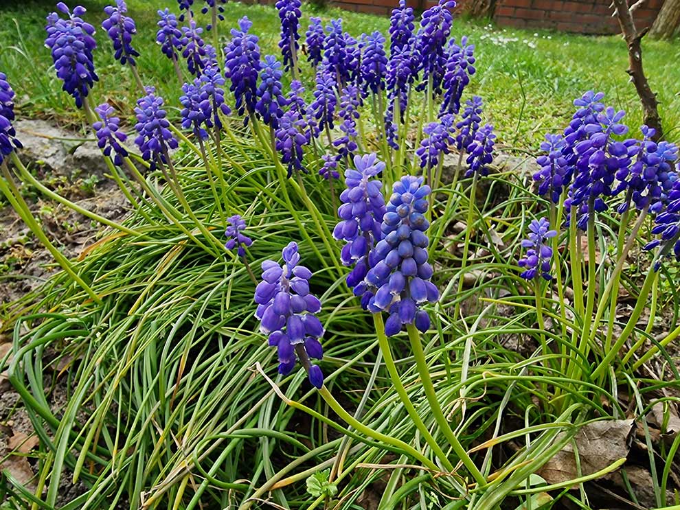 szafirek armeński, szafirek ogrodowy (Muscari armeniacum)