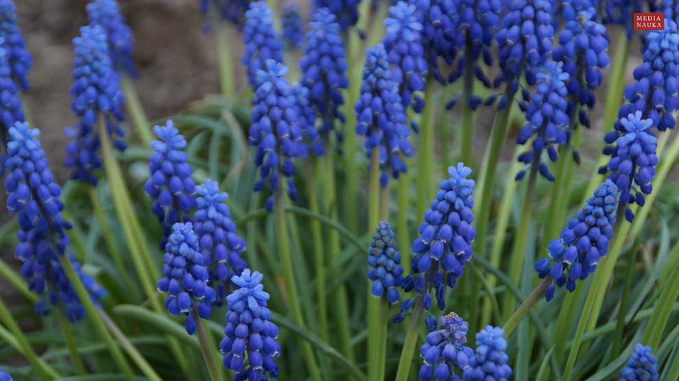 szafirek armeński, szafirek ogrodowy (Muscari armeniacum)