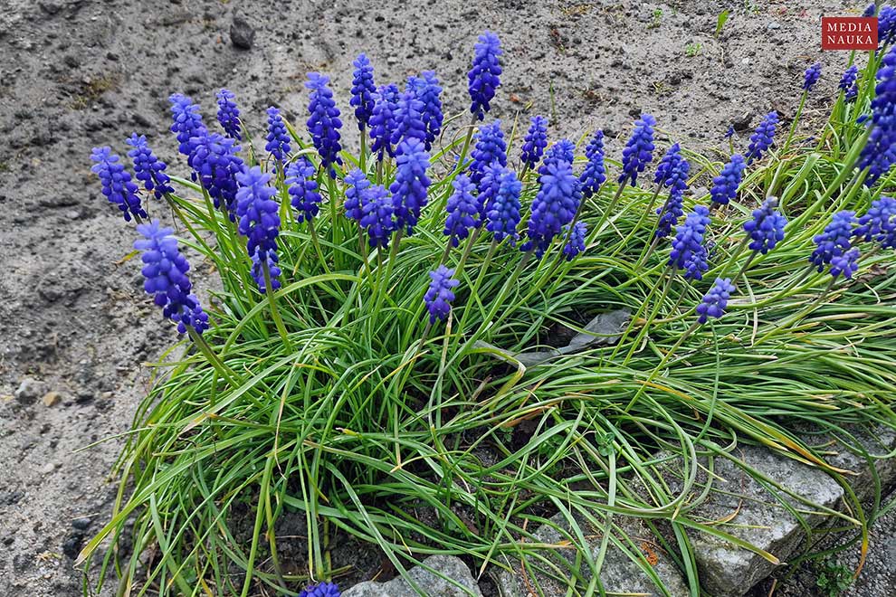 szafirek armeński, szafirek ogrodowy (Muscari armeniacum)