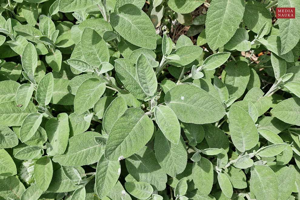 szałwia lekarska (Salvia officinalis)