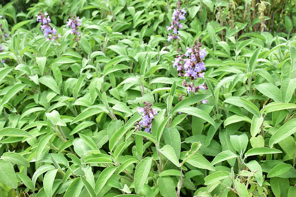 szałwia lekarska (Salvia officinalis)