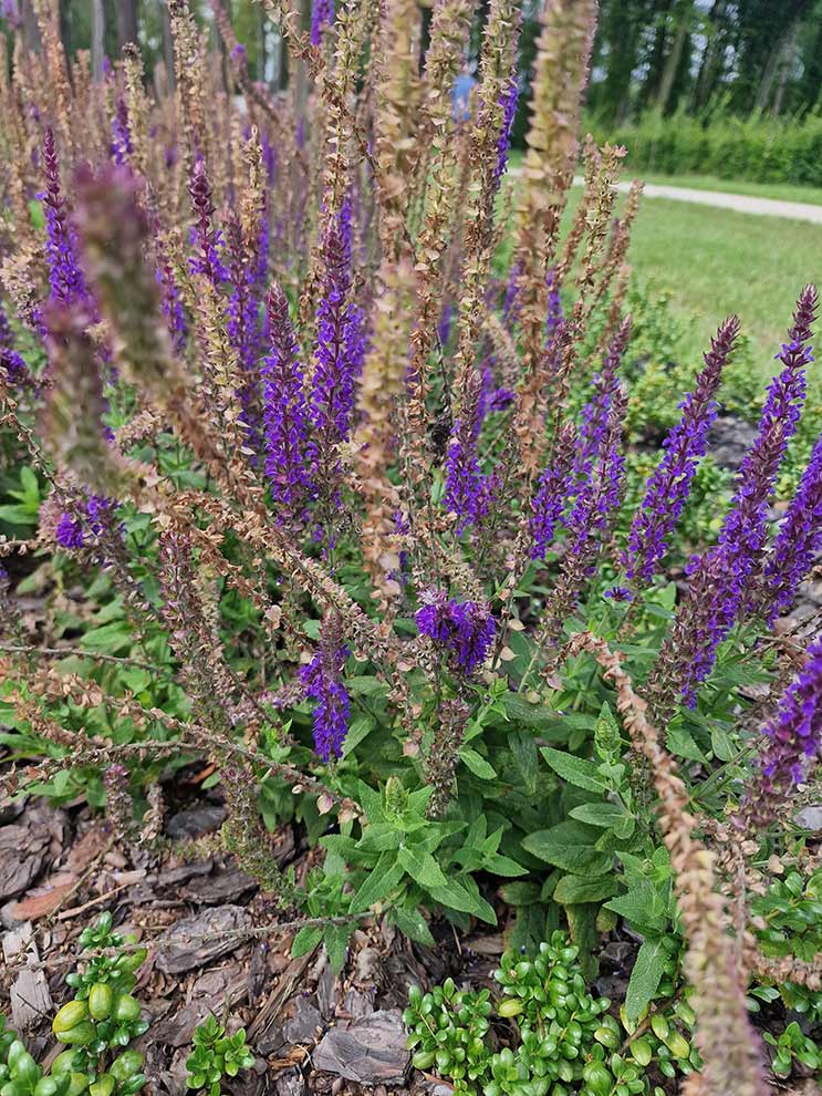 szałwia omszona (Salvia nemorosa)