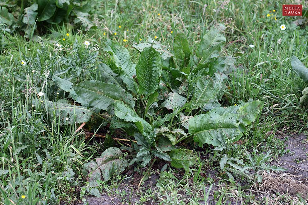 szczaw tępolistny (Rumex obtusifolius)