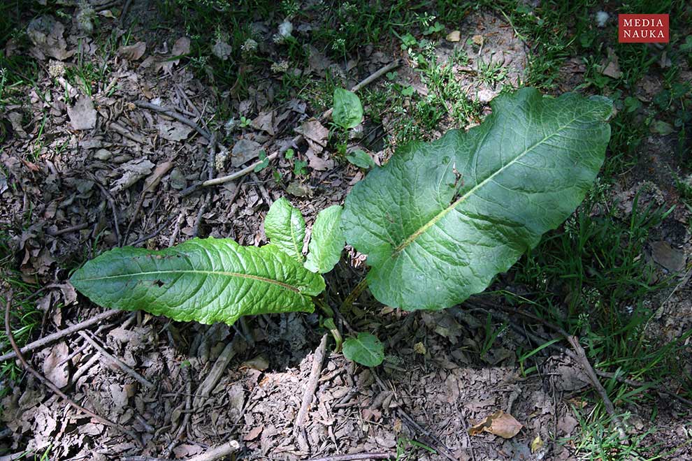 szczaw tępolistny (Rumex obtusifolius)