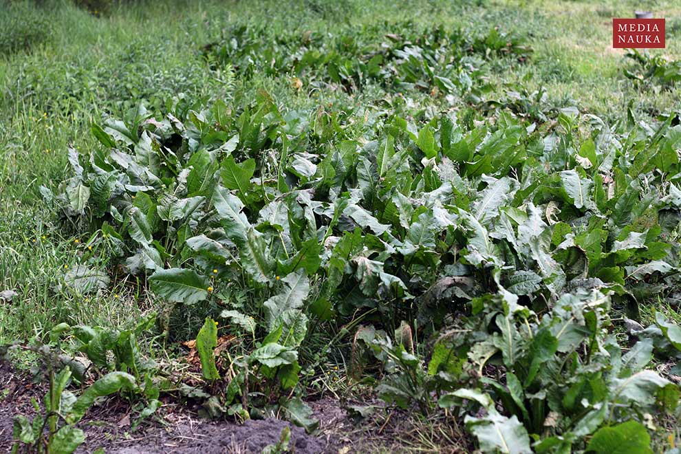 szczaw tępolistny (Rumex obtusifolius)