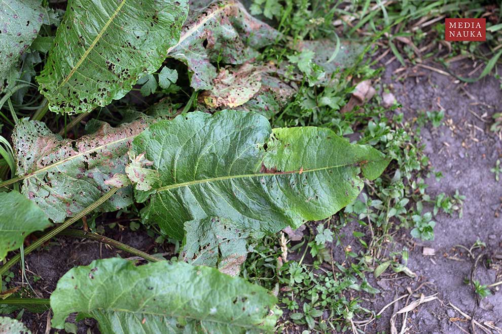 szczaw tępolistny (Rumex obtusifolius)