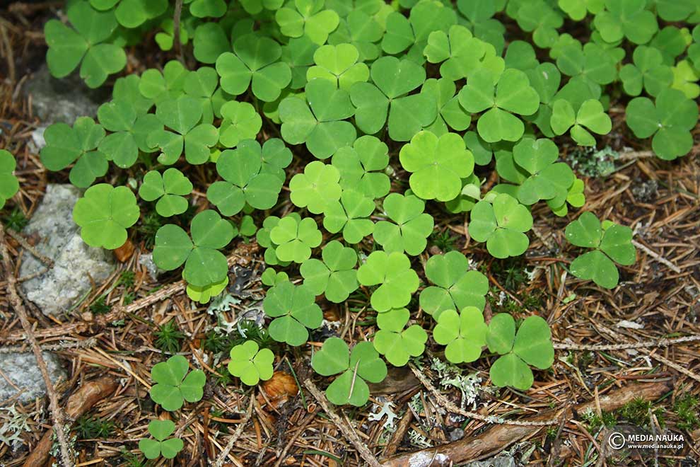 szczawik zajęczy (Oxalis acetosella)