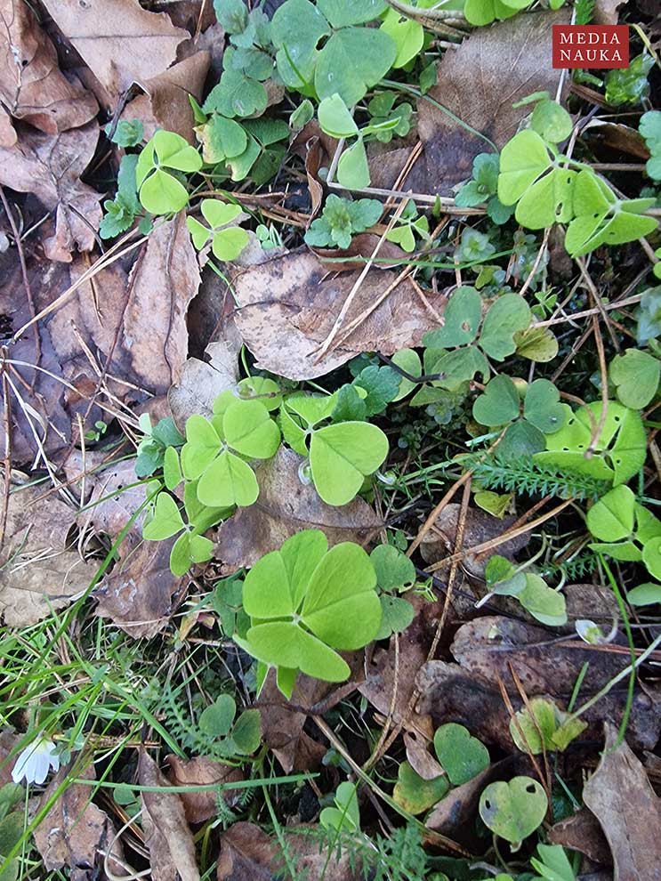 szczawik zajęczy (Oxalis acetosella)
