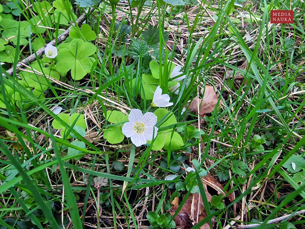 szczawik zajęczy (Oxalis acetosella)