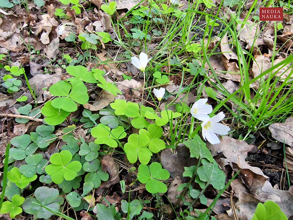 szczawik zajęczy (Oxalis acetosella)