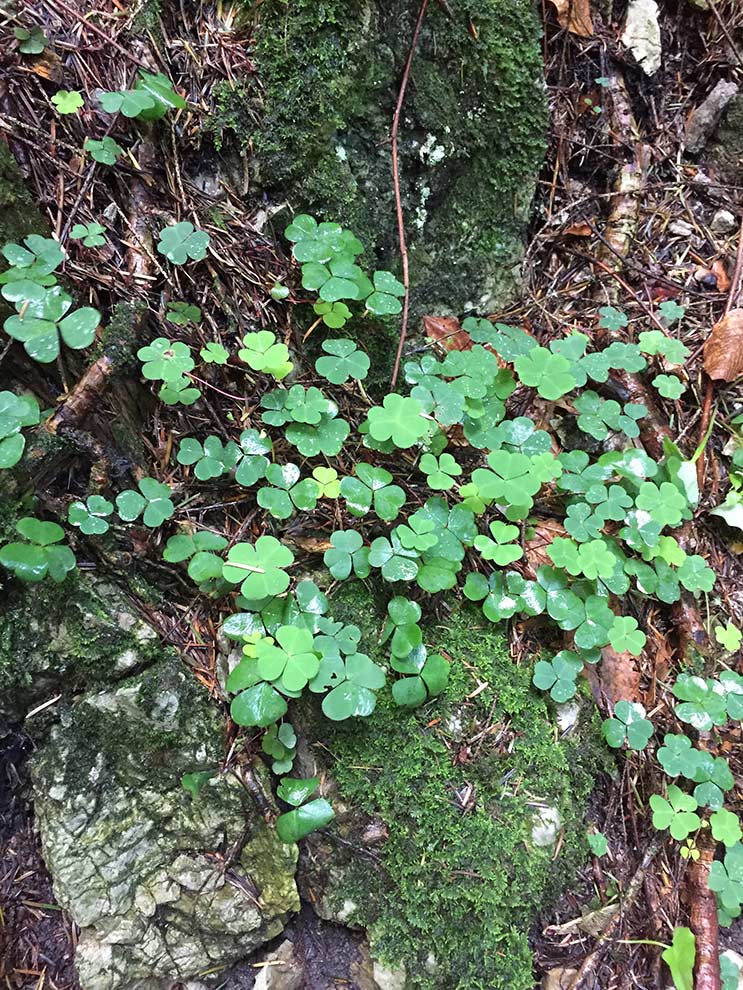 szczawik zajęczy (Oxalis acetosella)