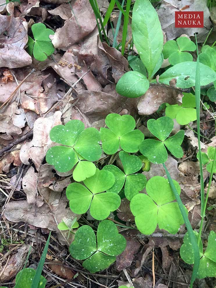 szczawik zajęczy (Oxalis acetosella)