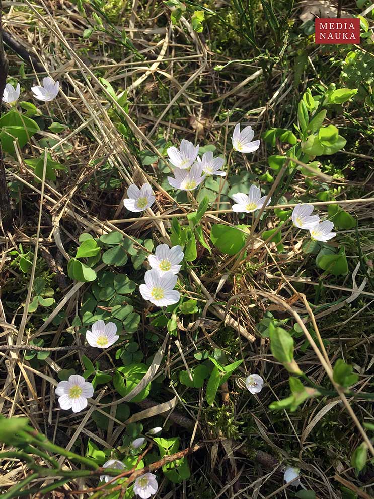 szczawik zajęczy (Oxalis acetosella)