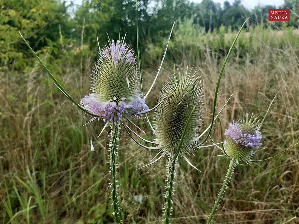 szczeć pospolita, szczeć leśna (Dipsacus fullonum)