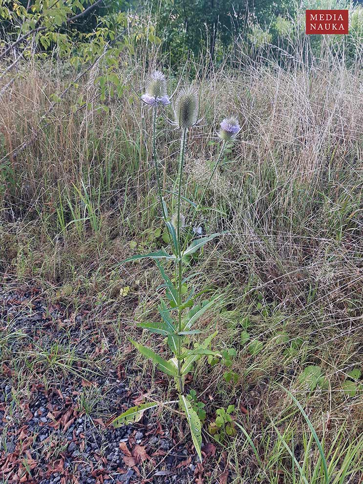 szczeć pospolita, szczeć leśna (Dipsacus fullonum)