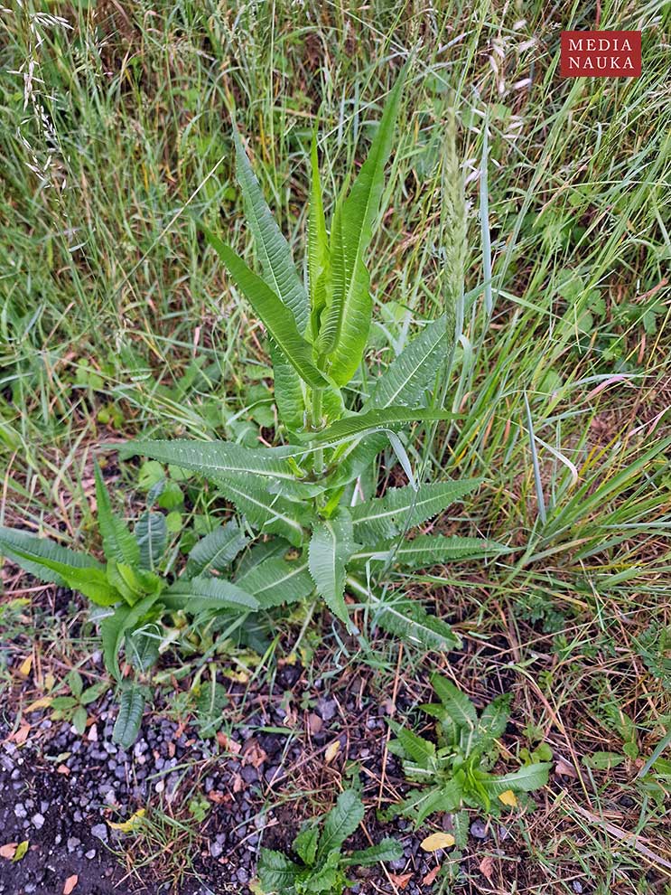 szczeć pospolita, szczeć leśna (Dipsacus fullonum)