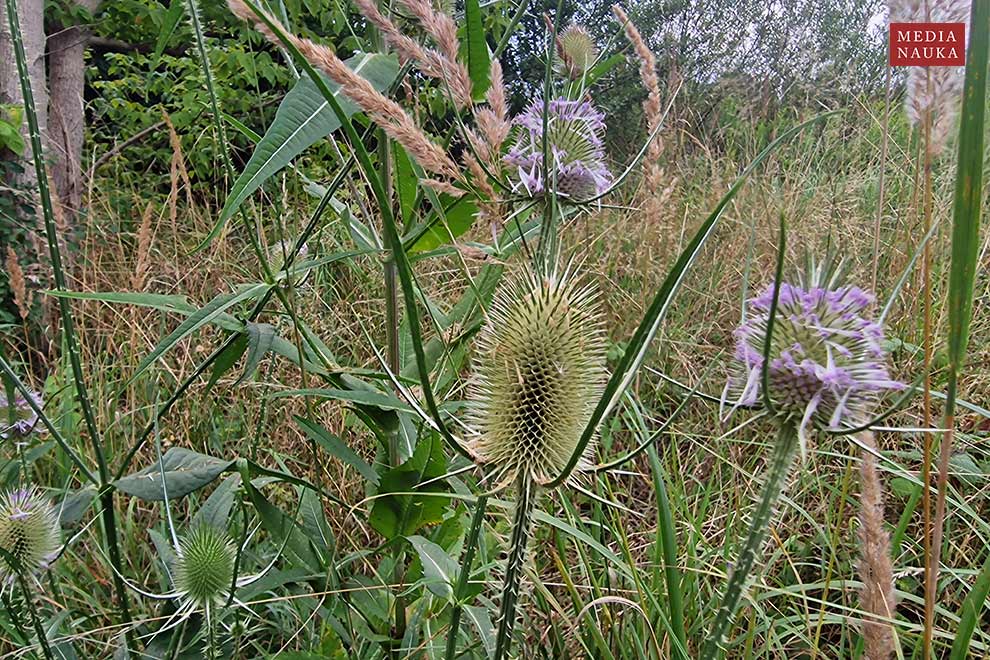 szczeć pospolita, szczeć leśna (Dipsacus fullonum)