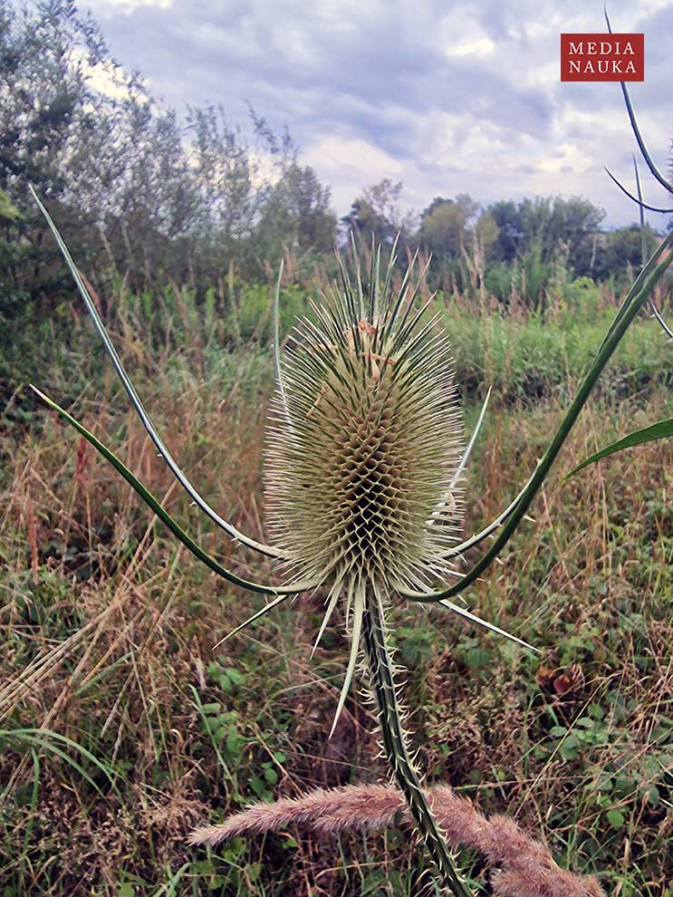 szczeć pospolita, szczeć leśna (Dipsacus fullonum)