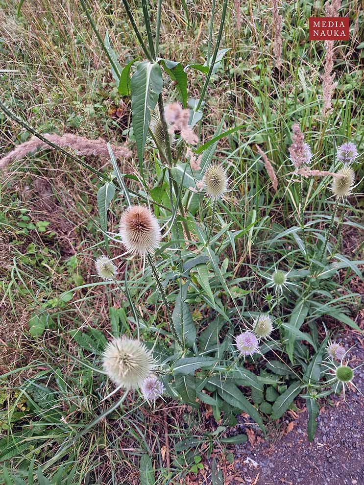 szczeć pospolita, szczeć leśna (Dipsacus fullonum)