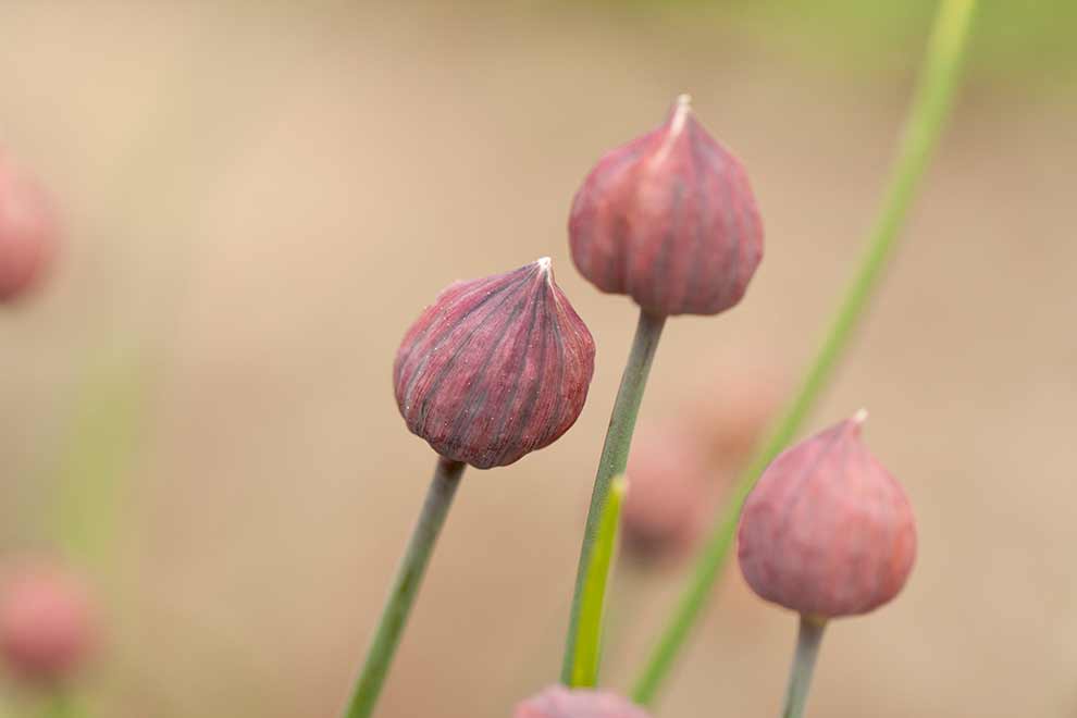 szczypiorek (Allium schoenoprasum)