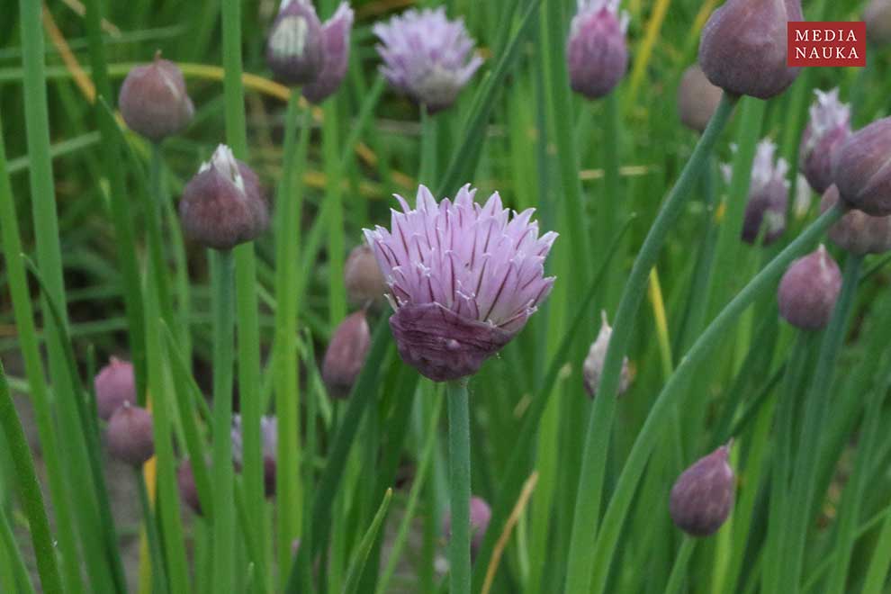 szczypiorek (Allium schoenoprasum)
