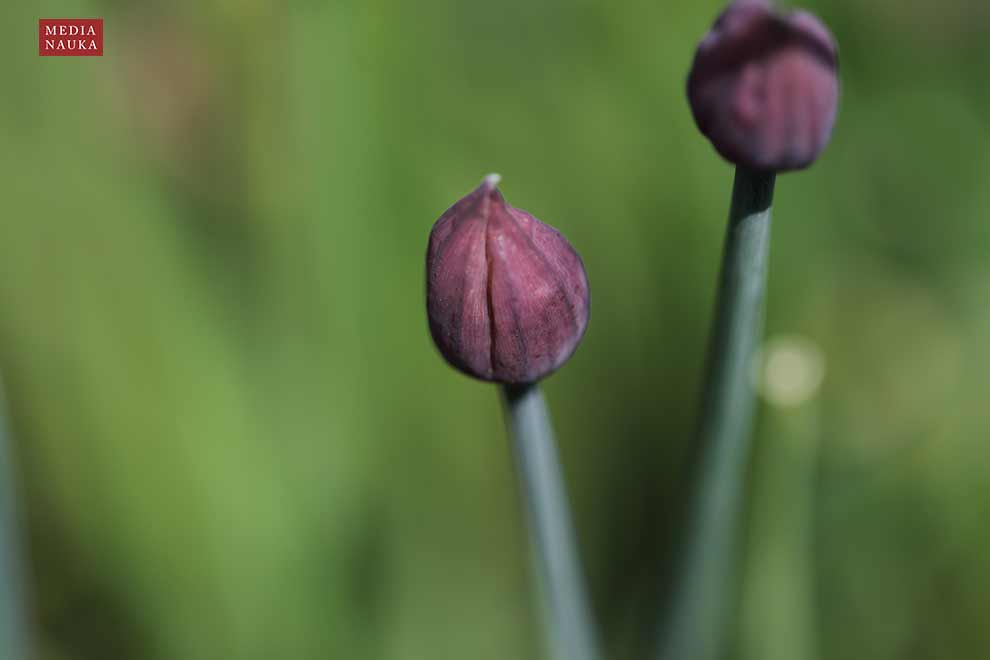 szczypiorek (Allium schoenoprasum)