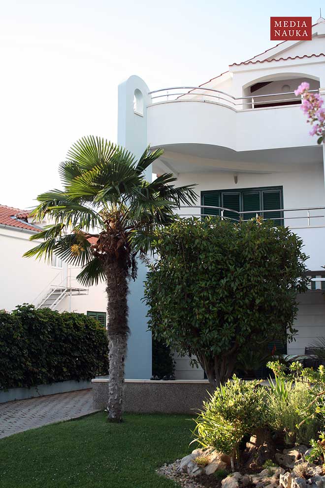 szorstkowiec Fortunego (Trachycarpus fortunei)