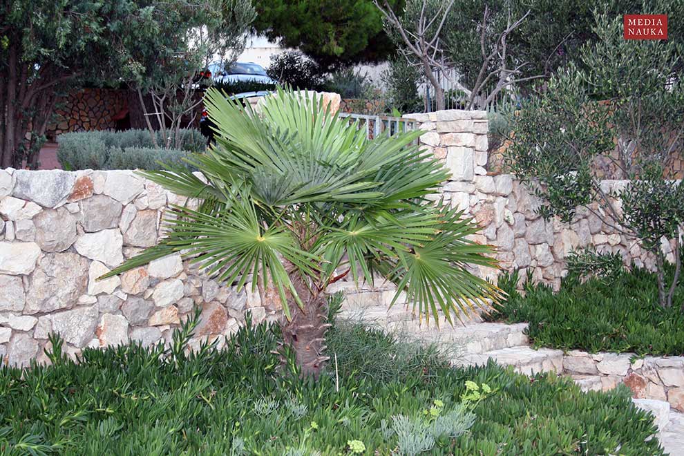 szorstkowiec Fortunego (Trachycarpus fortunei)