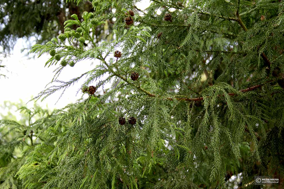 szydlica japońska (Cryptomeria japonica)