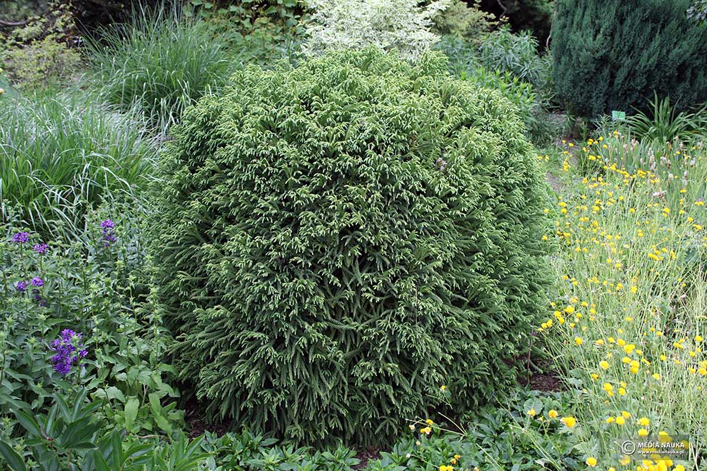 szydlica japońska (Cryptomeria japonica)