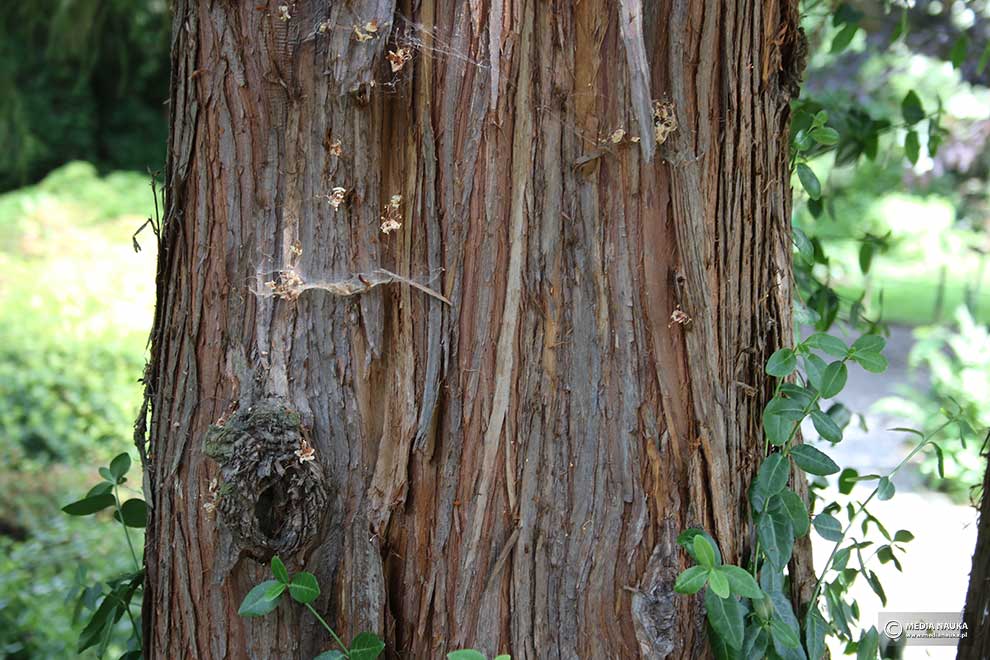 szydlica japońska (Cryptomeria japonica)