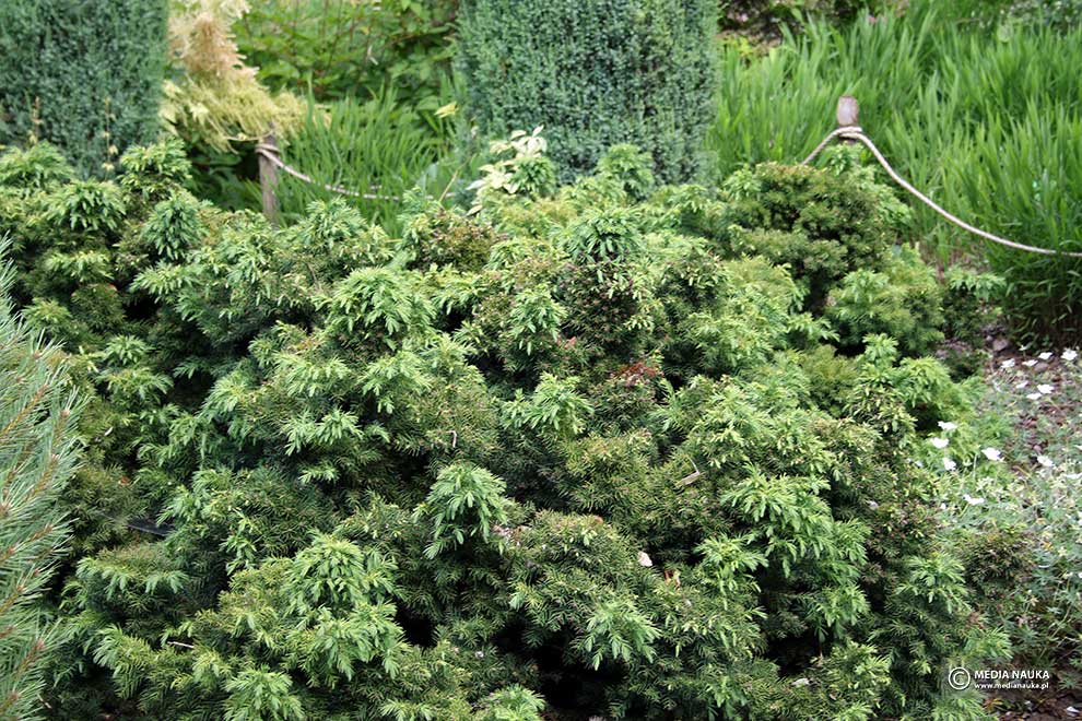 szydlica japońska (Cryptomeria japonica)