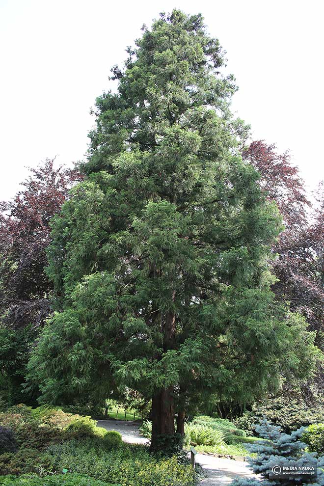 szydlica japońska (Cryptomeria japonica)
