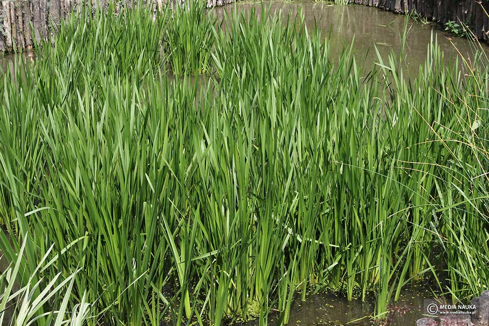 tatarak zwyczajny (Acorus calamus)