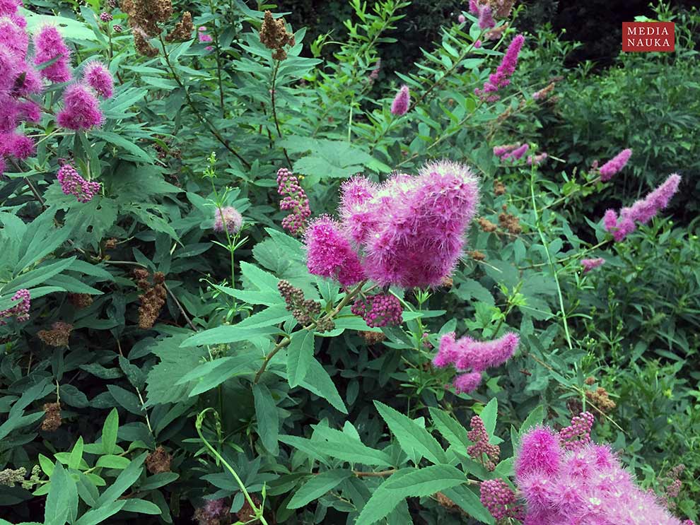 tawuła Douglasa (Spiraea douglasii)