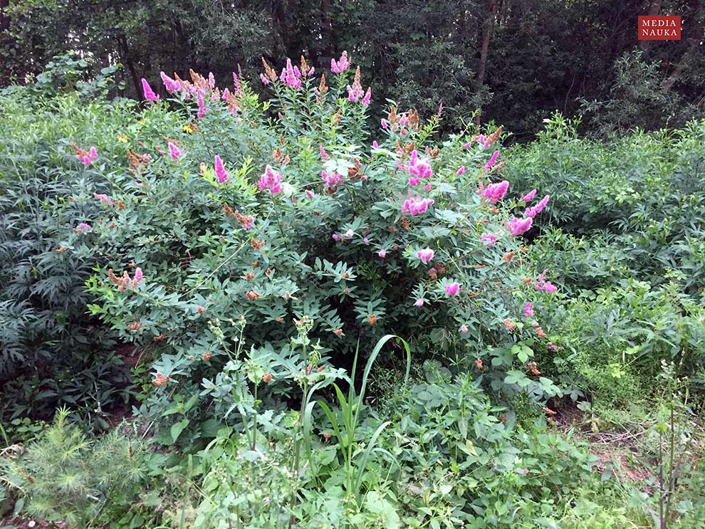 tawuła Douglasa (Spiraea douglasii)
